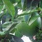 Corsican Citron, Diamante Citron Seed 200 PCS, Xiang Pao