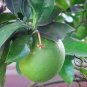 Corsican Citron, Diamante Citron Seed 200 PCS, Xiang Pao
