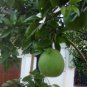 Corsican Citron, Diamante Citron Seed 200 PCS, Xiang Pao