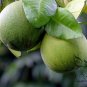 Corsican Citron, Diamante Citron Seed 200 PCS, Xiang Pao