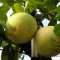 Corsican Citron, Diamante Citron Seed 200 PCS, Xiang Pao