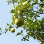 Corsican Citron, Diamante Citron Seed 200 PCS, Xiang Pao