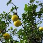 Corsican Citron, Diamante Citron Seed 200 PCS, Xiang Pao