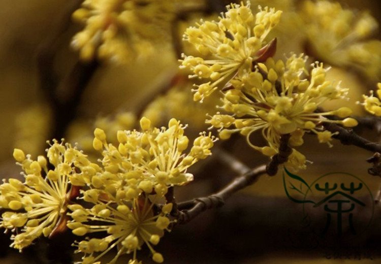 Cornus Officinalis, Cornelian Cherries Seed 300 PCS, Shan Zhu Yu