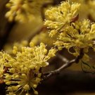 Cornus Officinalis, Cornelian Cherries Seed 300 PCS, Shan Zhu Yu