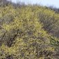 Cornus Officinalis, Cornelian Cherries Seed 300 PCS, Shan Zhu Yu