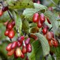 Cornus Officinalis, Cornelian Cherries Seed 300 PCS, Shan Zhu Yu