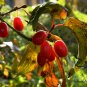 Cornus Officinalis, Cornelian Cherries Seed 300 PCS, Shan Zhu Yu
