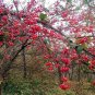 Cornus Officinalis, Cornelian Cherries Seed 300 PCS, Shan Zhu Yu