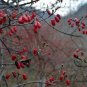 Cornus Officinalis, Cornelian Cherries Seed 300 PCS, Shan Zhu Yu