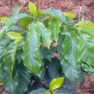 Coffea Arabica, Coffee Cherry Seed 300 PCS, Mountain Coffee Xiao Guo Kafei