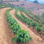 Coffea Arabica, Coffee Cherry Seed 300 PCS, Mountain Coffee Xiao Guo Kafei