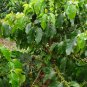 Coffea Arabica, Coffee Cherry Seed 300 PCS, Mountain Coffee Xiao Guo Kafei