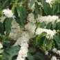 Coffea Arabica, Coffee Cherry Seed 300 PCS, Mountain Coffee Xiao Guo Kafei