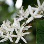 Coffea Arabica, Coffee Cherry Seed 300 PCS, Mountain Coffee Xiao Guo Kafei