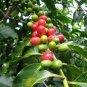 Coffea Arabica, Coffee Cherry Seed 300 PCS, Mountain Coffee Xiao Guo Kafei