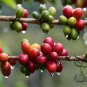 Coffea Arabica, Coffee Cherry Seed 300 PCS, Mountain Coffee Xiao Guo Kafei