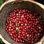 Coffea Arabica, Coffee Cherry Seed 300 PCS, Mountain Coffee Xiao Guo Kafei