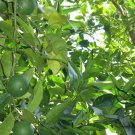 Citrus Sinensis, Sweet Orange Seed 300 PCS, Navel Oranges Cheng Zi