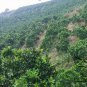 Citrus Sinensis, Sweet Orange Seed 300 PCS, Navel Oranges Cheng Zi