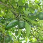 Citrus Sinensis, Sweet Orange Seed 300 PCS, Navel Oranges Cheng Zi