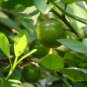 Citrus Sinensis, Sweet Orange Seed 300 PCS, Navel Oranges Cheng Zi