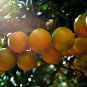 Citrus Sinensis, Sweet Orange Seed 300 PCS, Navel Oranges Cheng Zi
