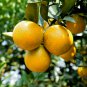 Citrus Sinensis, Sweet Orange Seed 300 PCS, Navel Oranges Cheng Zi