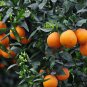 Citrus Sinensis, Sweet Orange Seed 300 PCS, Navel Oranges Cheng Zi