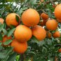 Citrus Sinensis, Sweet Orange Seed 300 PCS, Navel Oranges Cheng Zi