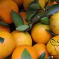 Citrus Sinensis, Sweet Orange Seed 300 PCS, Navel Oranges Cheng Zi