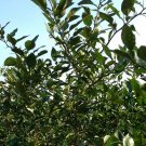 Citrus Medica, Preserving Melon Seed 200 PCS, Citron Melon Xiang Yuan