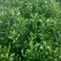 Citrus Medica, Preserving Melon Seed 200 PCS, Citron Melon Xiang Yuan