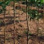 Citrus Medica, Preserving Melon Seed 200 PCS, Citron Melon Xiang Yuan