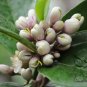 Citrus Medica, Preserving Melon Seed 200 PCS, Citron Melon Xiang Yuan