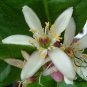Citrus Medica, Preserving Melon Seed 200 PCS, Citron Melon Xiang Yuan