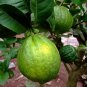 Citrus Medica, Preserving Melon Seed 200 PCS, Citron Melon Xiang Yuan