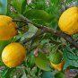 Citrus Medica, Preserving Melon Seed 200 PCS, Citron Melon Xiang Yuan