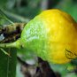 Citrus Medica, Preserving Melon Seed 200 PCS, Citron Melon Xiang Yuan
