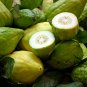 Citrus Medica, Preserving Melon Seed 200 PCS, Citron Melon Xiang Yuan