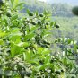 Citrus Limon, Chinese Lemon Seed 300 PCS, Ning Meng