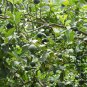 Citrus Limon, Chinese Lemon Seed 300 PCS, Ning Meng