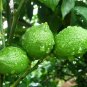 Citrus Limon, Chinese Lemon Seed 300 PCS, Ning Meng