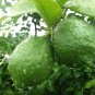 Citrus Limon, Chinese Lemon Seed 300 PCS, Ning Meng