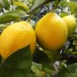 Citrus Limon, Chinese Lemon Seed 300 PCS, Ning Meng