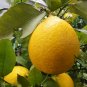 Citrus Limon, Chinese Lemon Seed 300 PCS, Ning Meng