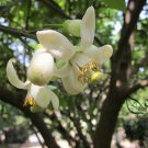 Citrus Grandis, Citrus Maxima Seed 200 PCS, Shaddock Pomelo Youzi