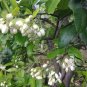 Citrus Grandis, Citrus Maxima Seed 200 PCS, Shaddock Pomelo Youzi