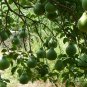 Citrus Grandis, Citrus Maxima Seed 200 PCS, Shaddock Pomelo Youzi