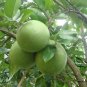 Citrus Grandis, Citrus Maxima Seed 200 PCS, Shaddock Pomelo Youzi